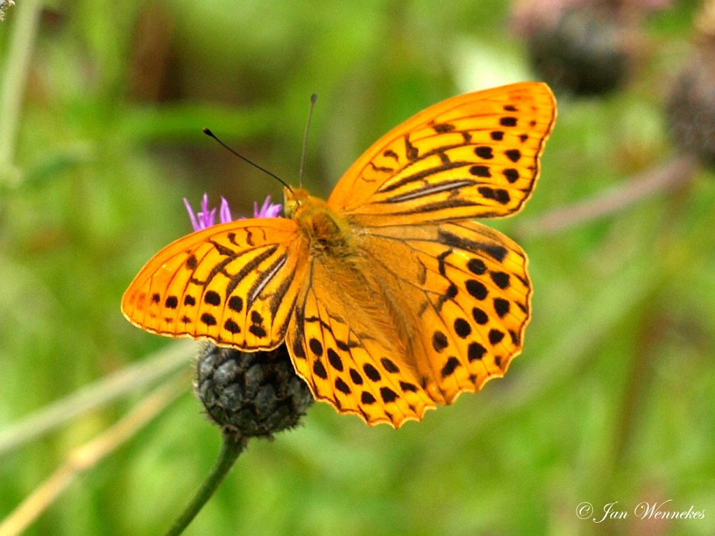 Keizermantel, Argynnis paphia.JPG